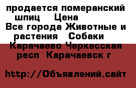 продается померанский шпиц  › Цена ­ 35 000 - Все города Животные и растения » Собаки   . Карачаево-Черкесская респ.,Карачаевск г.